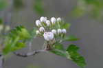 Parsley hawthorn